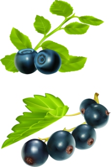 果蔬矢量蓝莓