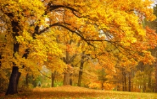 秋季风景超清秋季森林风景图片