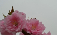 桃花花生物世界自然图片