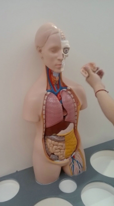 人体模型人体器官模型图片