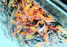 锦鲤 鲤鱼图片