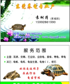 养龟名片图片