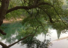 泉边的树图片