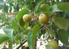 梨树摄影图片