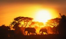 非洲草原黄昏图片