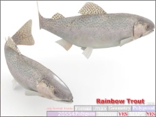 动物鱼类3d模型动植物模型免费下载鱼类3d素材 41