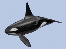 动物鱼类3d模型动植物模型免费下载动物3d模型 13