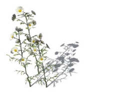 小型花卉植物3D模型免费下载，带材质-11