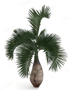 高棕榈树