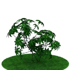 园林植物、景观植物、树木3D模型免费下载-24