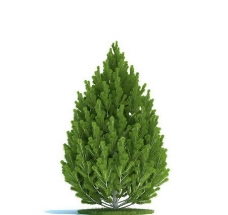 松树3D模型，树木3D模型免费下载，带材质-21