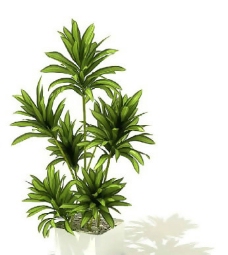 盆景植物3D模型、盆栽植物3D模型免费下载，含材质-50
