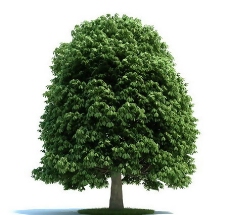 树叶七叶树3D模型树木3D模型免费下载带材质17