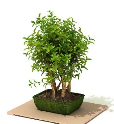 盆景植物3D模型、盆栽植物3D模型免费下载，含材质-40