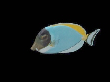动物鱼类3d模型动植物模型免费下载3d模型免费下载 25