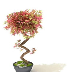 盆景植物3D模型、盆栽植物3D模型免费下载，含材质-29