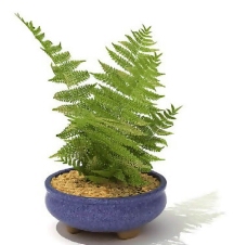 盆景植物3D模型、盆栽植物3D模型免费下载，含材质-44