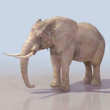 动物哺乳动物3d模型免费下载动植物 30