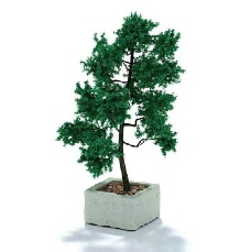 园林植物景观植物树木3D模型免费下载45