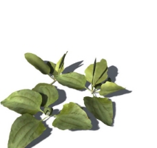 小型花卉植物3D模型免费下载，带材质-13
