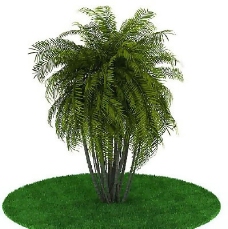 园林植物、景观植物、树木3D模型免费下载-13