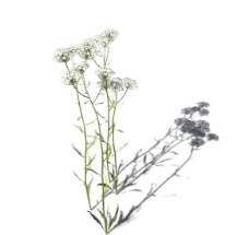 小型花卉植物3D模型免费下载，带材质-1
