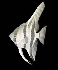 动物鱼类3d模型动植物模型免费下载3d模型免费下载 9