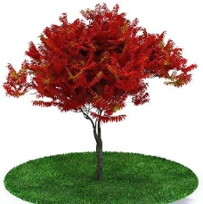 园林植物景观植物树木3D模型免费下载14