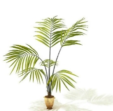 盆景植物3D模型、盆栽植物3D模型免费下载-2