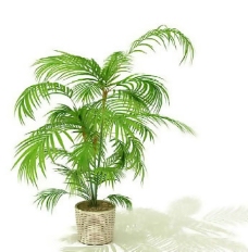 盆景植物3D模型、盆栽植物3D模型免费下载-1