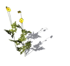 小型花卉植物3D模型免费下载，带材质-15