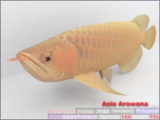 动物鱼类3d模型动植物模型免费下载3d模型免费下载 35