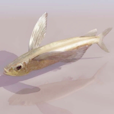 动物鱼类3d模型动植物模型免费下载3d模型免费下载 46