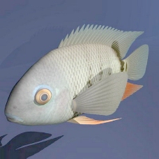 动物鱼类3d模型动植物模型免费下载动植物3d模型 30
