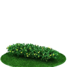 园林植物、景观植物、树木3D模型免费下载-36
