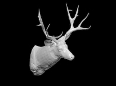 动物哺乳动物3d模型免费下载动物模型素材 8