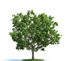 槭树3D模型，树木3D模型免费下载，带材质-35