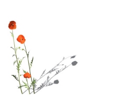 小型花卉植物3D模型免费下载，带材质-12