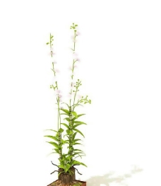 盆景植物3D模型、盆栽植物3D模型免费下载，含材质-52