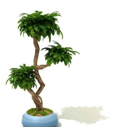 盆景植物3D模型、盆栽植物3D模型免费下载，含材质-30