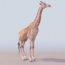 动物哺乳动物3d模型免费下载动植物 29