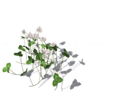 小型花卉植物3D模型免费下载，带材质-18