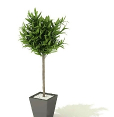 盆景植物3D模型、盆栽植物3D模型免费下载，含材质-35