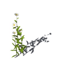 小型花卉植物3D模型免费下载，带材质-7