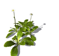 小型花卉植物3D模型免费下载，带材质-4