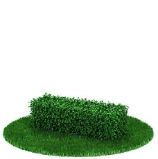 园林植物景观植物树木3D模型免费下载37