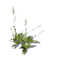 小型花卉植物3D模型免费下载，带材质-16