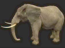 动物哺乳动物3d模型免费下载3d模型素材免费下载 26