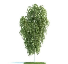桦树3D模型，树木3D模型免费下载，带材质-18