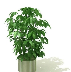盆景植物3D模型、盆栽植物3D模型免费下载，含材质-26